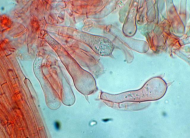 Xerocomus bubalinus   (Oolbekk. & Duin)  Redeuilh